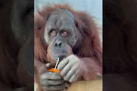 Intelligent ape unwraps a straw and drinks juice