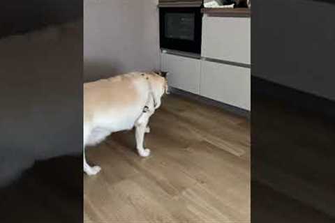 Dog guards kitchen food from cat!