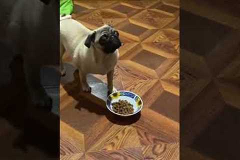 Adorable pug shows great self control!