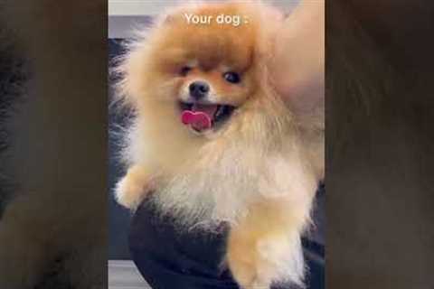 Adorable Pom pup loves getting groomed