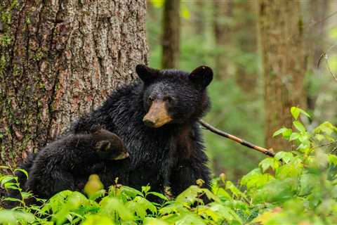 Black Bear Attacks Elderly Woman After Politicians Nix Proposed Hunting Season