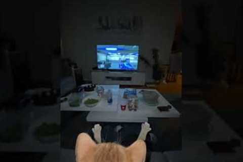 Bissi the two year old cat interrupts owner's video game