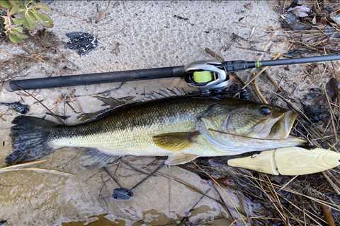 Glide Baits for Bass: How to Catch a Giant on a Glider