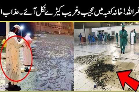 weird insect came all over the makkah | Urdu Cover