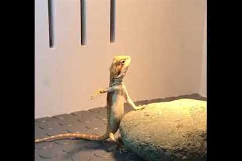 Hilarious moment pet lizard performs karate chops