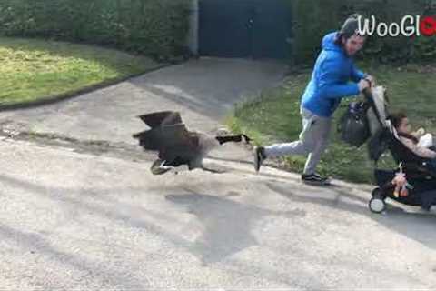 Enraged duck attacks a man with stroller trying to pass by