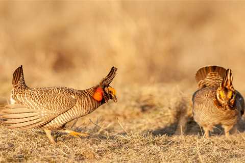 Biden rule protecting lesser prairie-chicken overturned by U.S. Senate ⋆