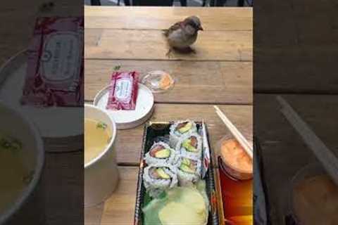 Bouncy birdie inspects sushi lunch!