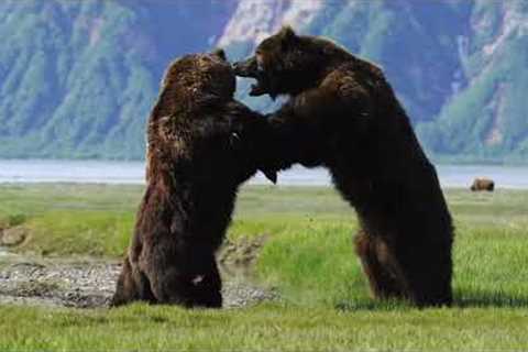 Intense 9-minute battle between 2 HUGE ferocious bears