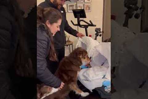 Couple introduces their dogs to their newly-born twins