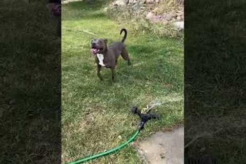 Dog discovers the joy of water after avoiding it for years