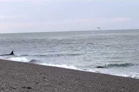 Incredible video captures orcas teaching calves art of hunting