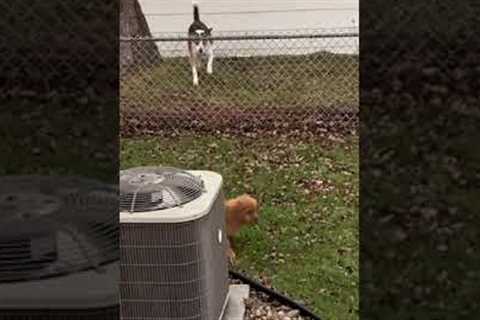 Puppy meets neighbour's dog for the first time