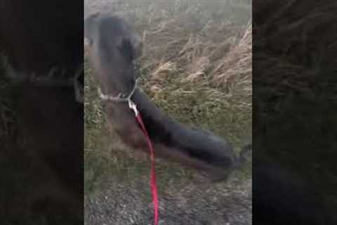 Protective dog barks at coyote until unseen ones howl back