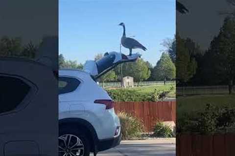 Woman finds goose standing on her car trunk door 😂