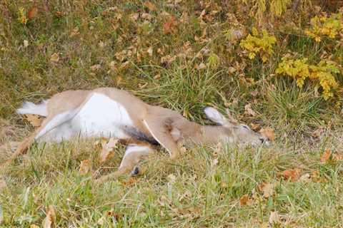 6 Suspects Busted After Poaching Nearly 200 Deer “Just for Fun”