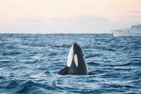 Killer Whales Are Teaching Each Other to Sink Boats