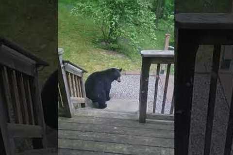 Wild baby bear knocks on residents door