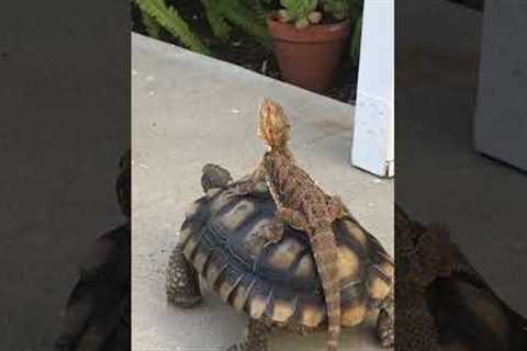 Bearded dragon rides 'best friend' tortoise