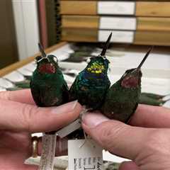 Pink + pink = gold? Hybrid hummingbird's feathers don't match those of its parents