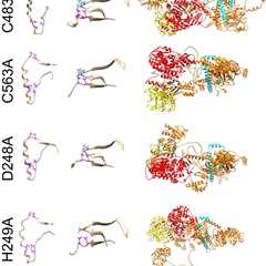 Researchers find a path toward hepatitis E treatment by disentangling its knotty structure