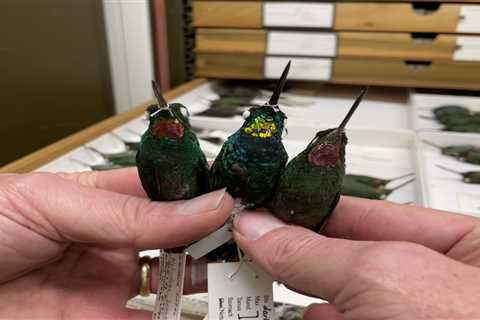 Pink + pink = gold? Hybrid hummingbird's feathers don't match those of its parents