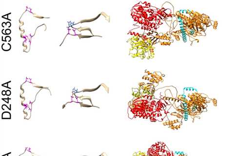 Researchers find a path toward hepatitis E treatment by disentangling its knotty structure