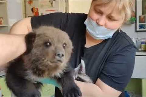 Heroic dog leads owner to orphaned baby bear struggling for survival