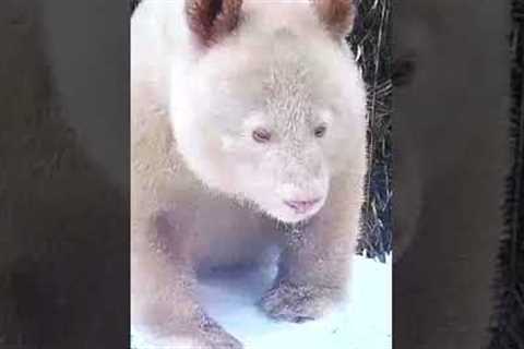 This National Park Just Captured The World's First & Only Albino Panda #shorts