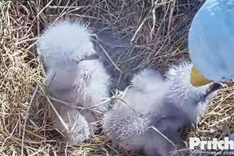 2nd bald eagle egg hatches in Southwest Florida nest