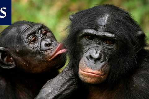 Masturbation appears to have benefited male primates – •