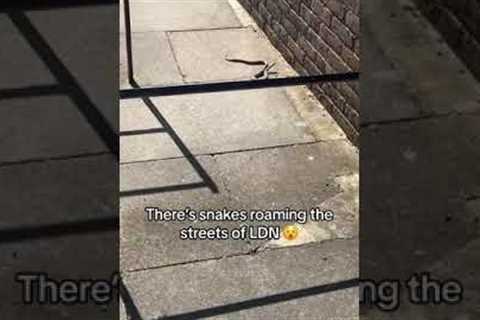 Snake slithers around London