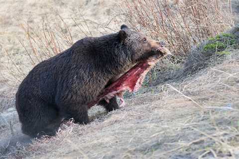 Alaska Officials Kill Nearly 100 Brown Bears in Attempt to Boost Caribou Numbers