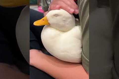 Gentle Belly Rub for Pet Duck Yibi