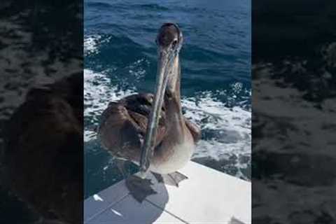 Hungry sea lion & pelican looking for food