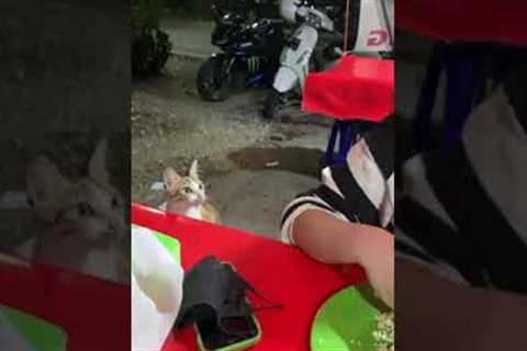 'Can I have some?' - Adorable cat demands food!