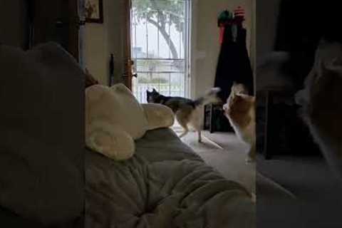 Dog leaps up whenever she sees another pet