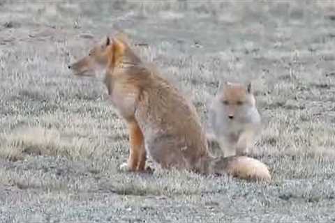 Rare sighting of Tibetan fox teaching cub to hunt