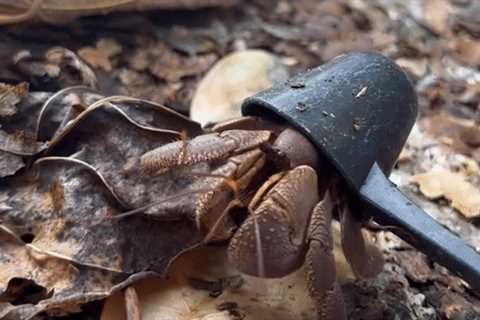 Eco-Warrior Hermit Crab utilizes plastic shovel as a shell