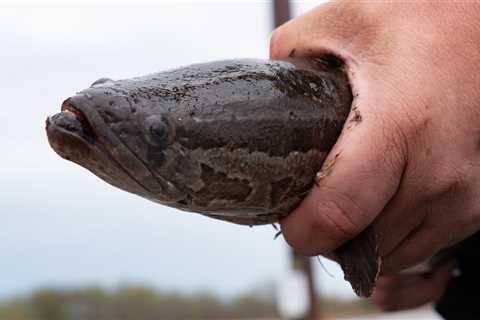 Invasive Northern Snakeheads Are Spreading in the Midwest