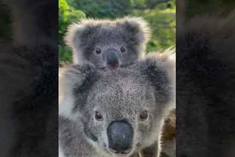 Mother and baby koala are insanely adorable