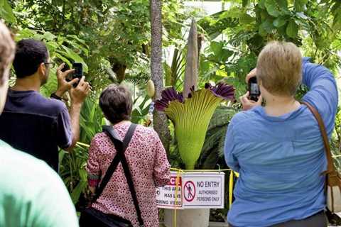 ‘Wally’, the corpse flower, prepares to bloom in Bloomington – WISH-TV |  Indianapolis News | ..