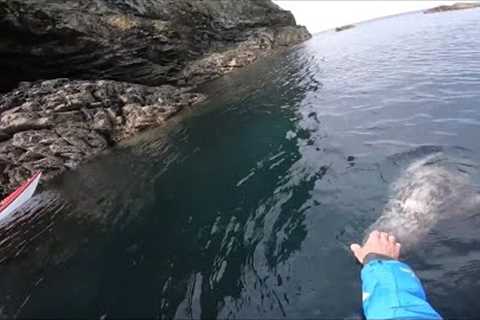 Incredible Moment Seal Enjoys Being Petted By Kayaker