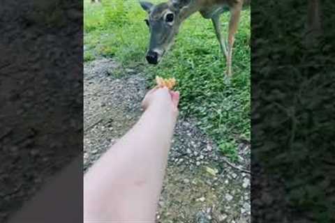 Hungry deer slaps woman's hand