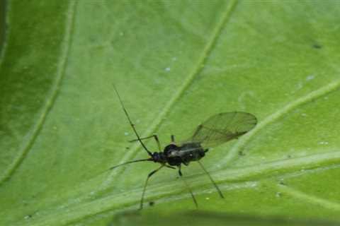 Aphids invade New York City on the heels of smoky air