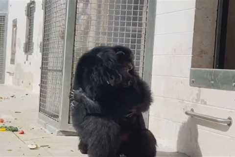 Chimpanzee sees sky for the primary time in almost 30 years, reacts with amazement: video