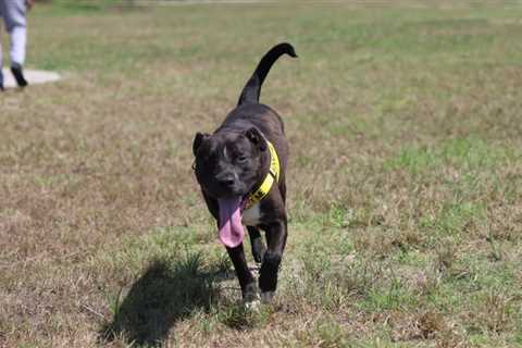 Adopt a Pet from the Galveston Island Humane Society