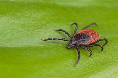 How to Identify Common Types of Ticks