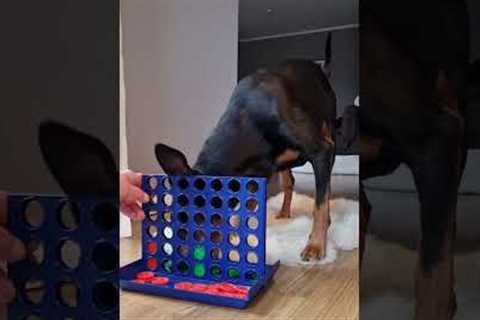 This dog plays 'Connect 4'