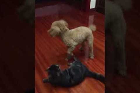 Dog body slams cat 😱